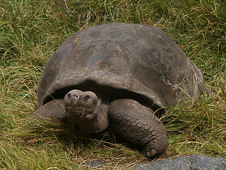 Image showing Galapagos Tortoise