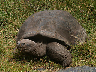 Image showing Galapagos Tortoise