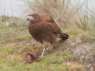 Image showing Eagle With Tin Can