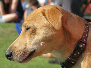 Image showing Dog Face Close Up