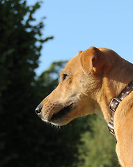 Image showing Dog Face Close Up