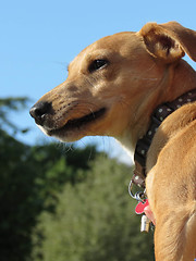 Image showing Dog Face Close Up