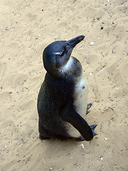 Image showing Penguin in the desert