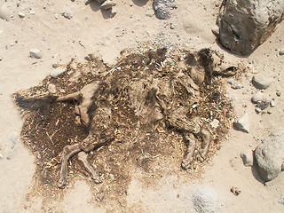 Image showing Decomposing Dog In Desert
