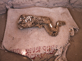 Image showing Decomposing Body In Open Grave