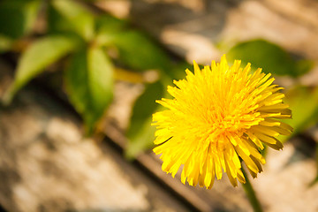 Image showing Dandelion Over Table