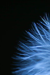 Image showing Dandelion Macro Texture Black