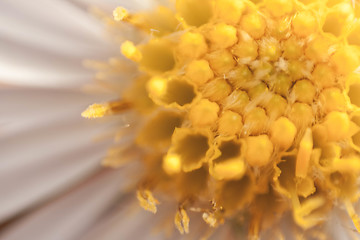 Image showing Daisy Macro