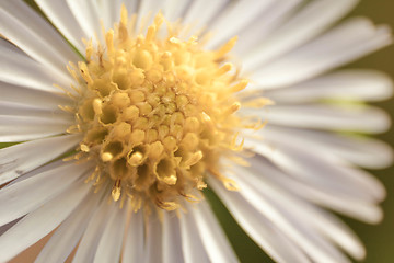 Image showing Daisy Macro