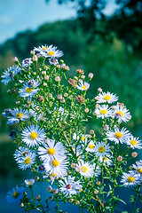 Image showing Daisy Bush By The Lake