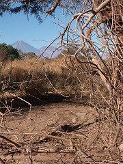 Image showing Conical Mountain Through Tangle Of Branches