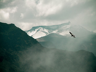 Image showing Condor Over Colca Canyon