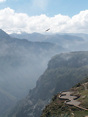 Image showing Condor Over Colca Canyon