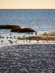 Image showing Coastal Birds On Beach