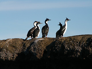 Image showing Coastal Birds On A Rock
