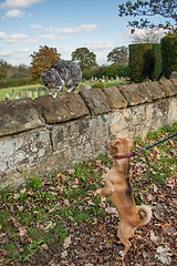 Image showing Cat And Dog Confrontation