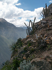 Image showing Cacti Over Colca Canyon