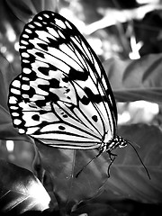 Image showing Butterfly With Damaged Wing