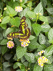 Image showing Butterfly On Plant