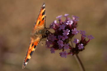 Image showing Butterfly On Flower