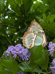 Image showing Brown Butterly On Purple Flower