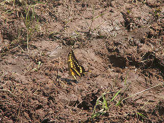 Image showing Bright Butterfly On Mud