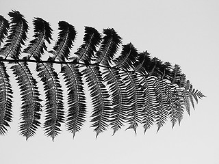 Image showing Black And White Silver Fern