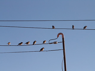 Image showing Birds On A Wire