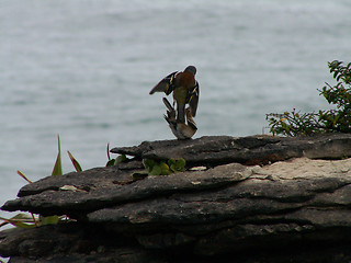 Image showing Birds Fighting On Pancake Rocks