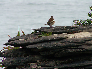 Image showing Bird On Pancake Rocks