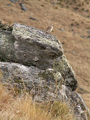 Image showing Bird On A Rock