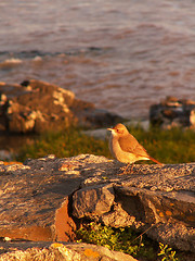 Image showing Bird On A Rock Low