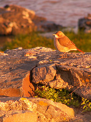Image showing Bird On A Rock High