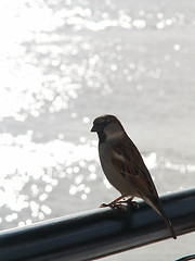 Image showing Bird On A Rail