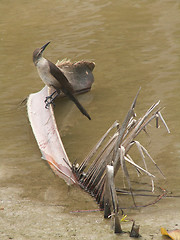 Image showing Bird On A Palm Branch