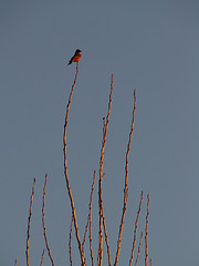 Image showing Bird On A Branch