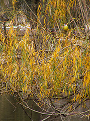 Image showing Bird In Autumnal Tree