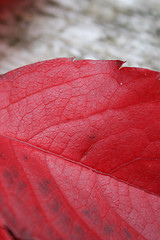 Image showing Autumn Leaves On A Table