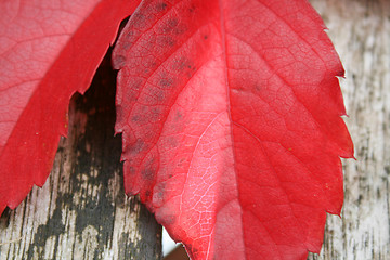 Image showing Autumn Leaves On A Table