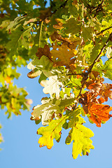 Image showing Autumn Leaves From Underneath