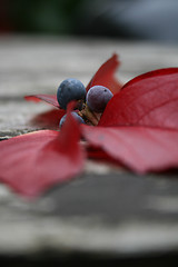 Image showing Autumn Berries And Leaves