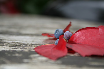 Image showing Autumn Berries And Leaves