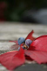 Image showing Autumn Berries And Leaves