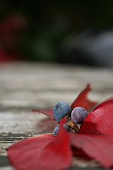 Image showing Autumn Berries And Leaves