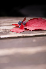 Image showing Autumn Berries And Leaves