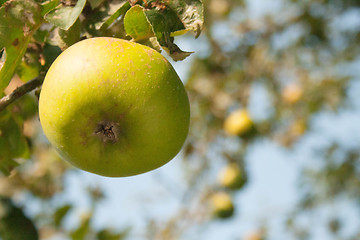 Image showing Apple Hanging From Tree