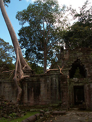 Image showing Angkor Wat Tree