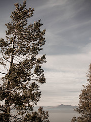 Image showing A Large Tree In Front Of Lake