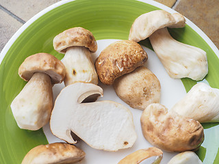 Image showing Porcini Mushroom