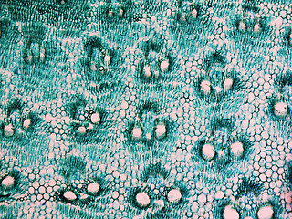 Image showing Bamboo stem micrograph